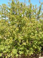 Amandier - Prunus amygdalus (en Corse) (01) (Photo F. Mrugala)